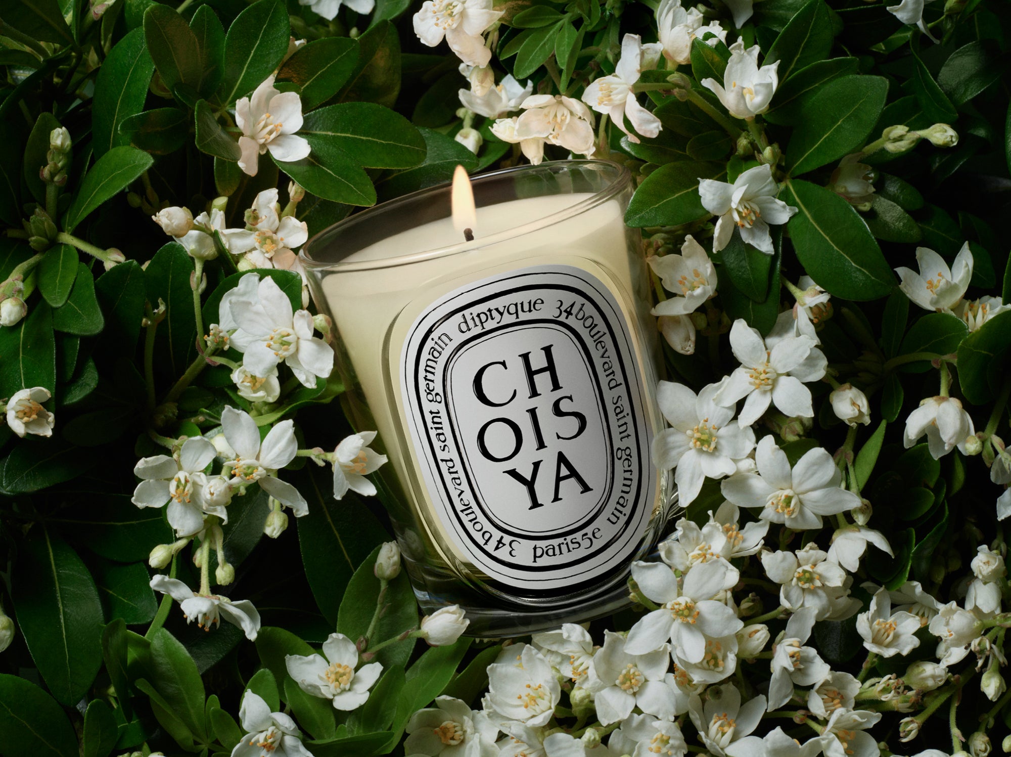 Bougie du mois Choisya
