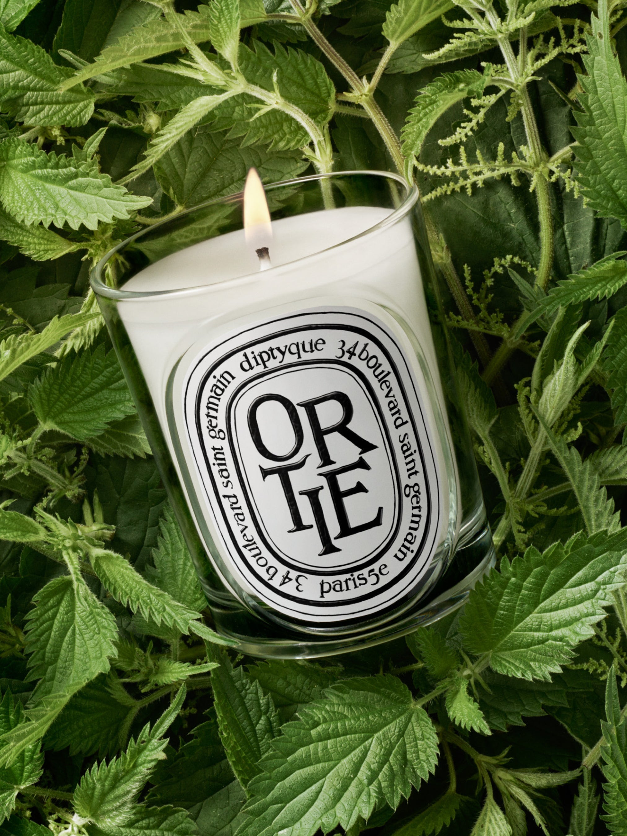 HERBIER_VISUEL_ORTIE-